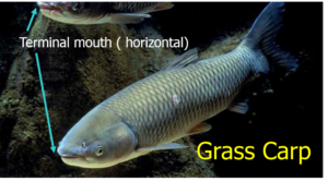 Photo of grass carp characteristics courtesy of Texas Parks and Wildlife
