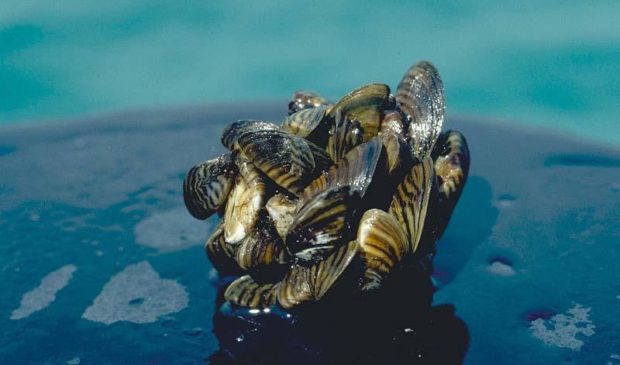 zebra mussels