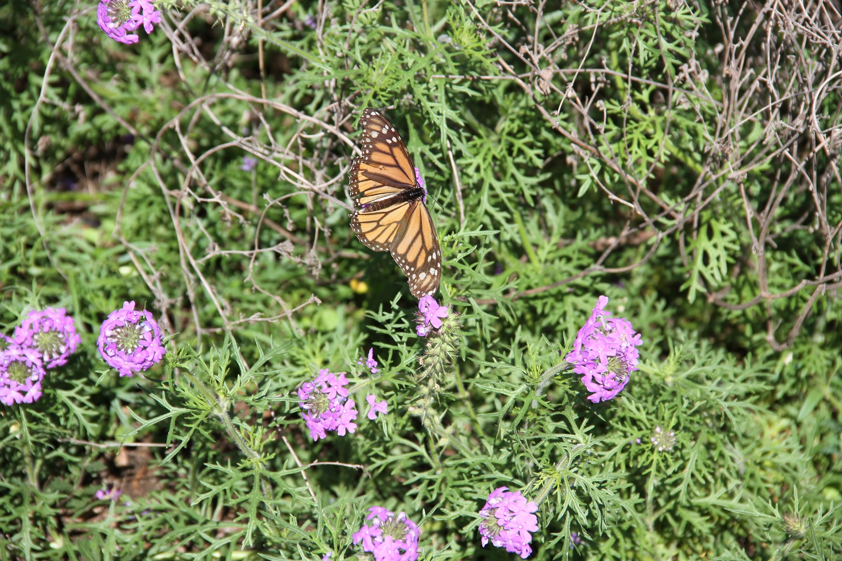 TxDOT does its bit to help save monarch butterflies Austin