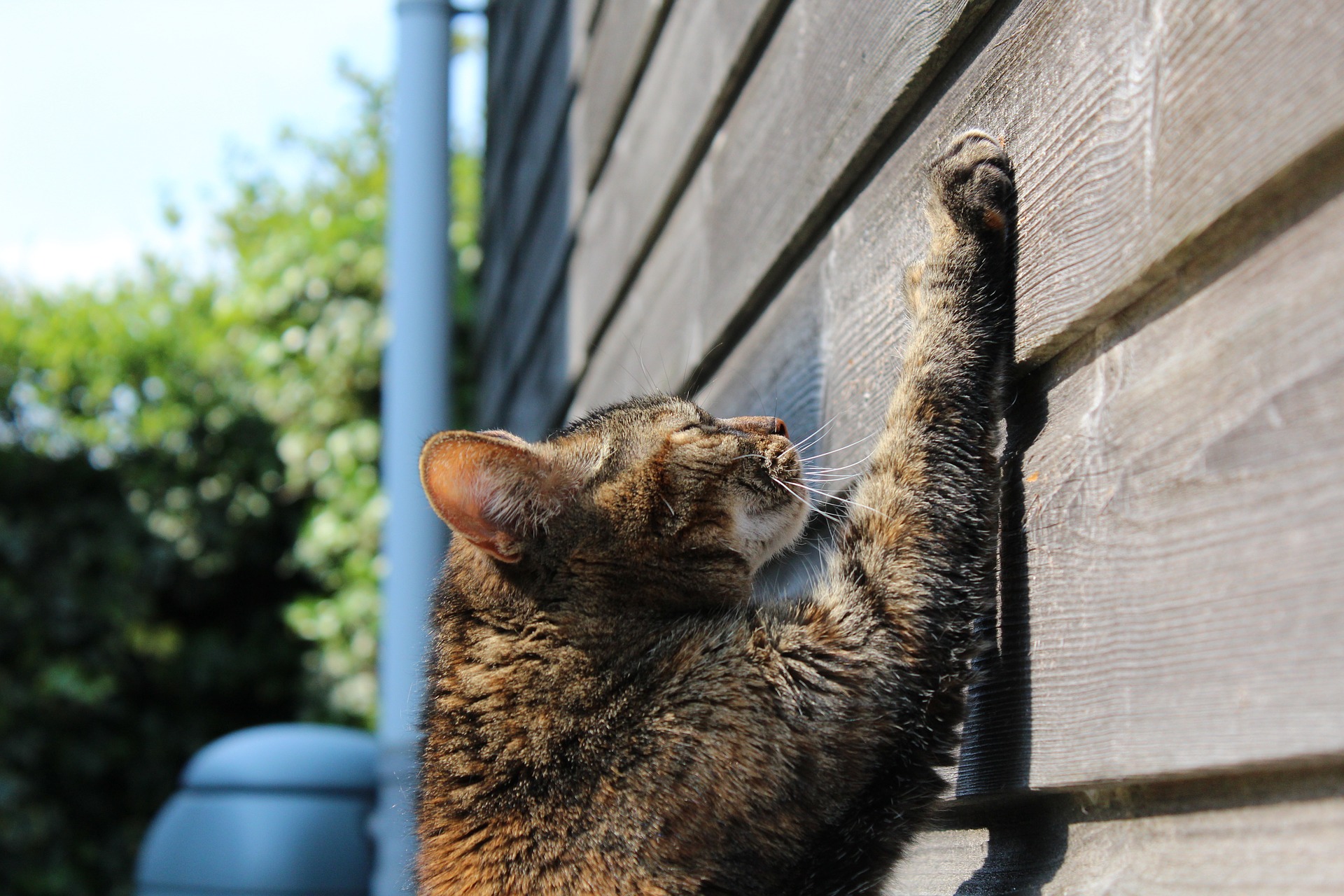 Council bans declawing of cats Council bans declawing of cats