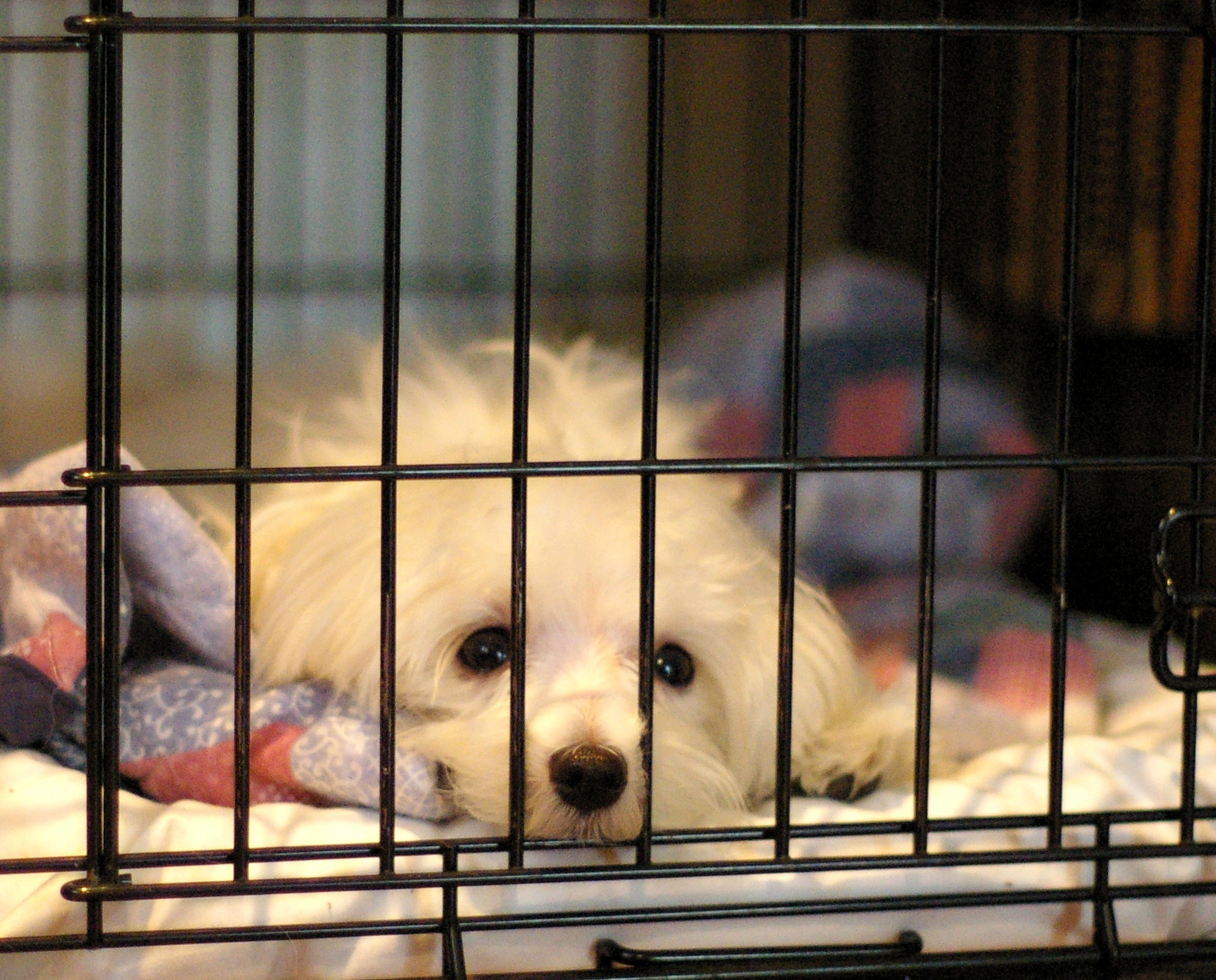 Austin Animal Center continues to struggle with capacity - Austin MonitorAustin Monitor Austin Animal Center continues to struggle with capacity - Austin MonitorAustin Monitor
