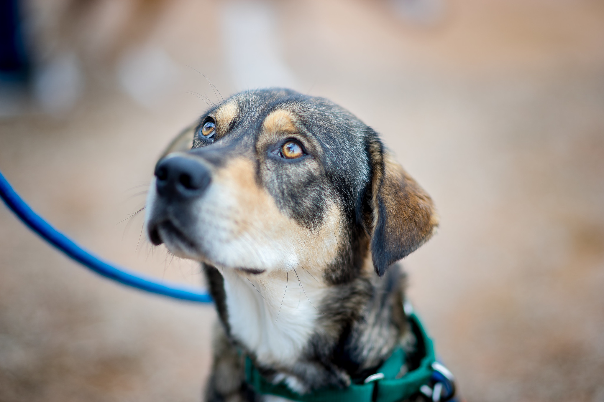Fireplace code amendment procedure aims to safeguard animals at boarding services Fireplace code amendment procedure aims to safeguard animals at boarding services