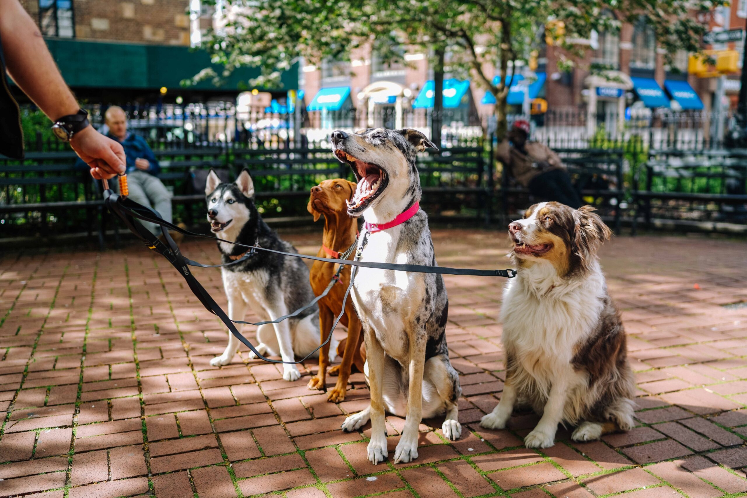 Animal Services Office releases strategic plan draft - Austin MonitorAustin  Monitor